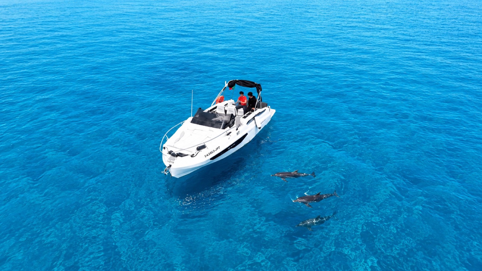 Delfini selvatici che nuotano accanto a una barca privata Chifbay a Madeira