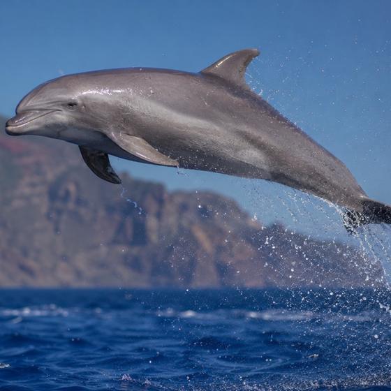 A wild dolphin leaping out of the Atlantic beside the boat off Funchal